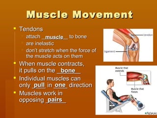 Muscle MovementMuscle Movement
 TendonsTendons
 attach _________ to boneattach _________ to bone
 are inelasticare inelastic
 don’t stretch when the force ofdon’t stretch when the force of
the muscle acts on themthe muscle acts on them
 When muscle contracts,When muscle contracts,
it pulls on the _______it pulls on the _______
 Individual muscles canIndividual muscles can
only ____ in ____ directiononly ____ in ____ direction
 Muscles work inMuscles work in
opposing ______opposing ______
musclemuscle
bonebone
pullpull oneone
pairspairs
 
