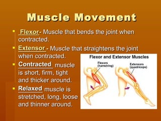 Muscle MovementMuscle Movement
 ______-______- Muscle that bends the joint whenMuscle that bends the joint when
contracted.contracted.
 ________-________- Muscle that straightens the jointMuscle that straightens the joint
when contracted.when contracted.
 __________ muscle__________ muscle
is short, firm, tightis short, firm, tight
and thicker around.and thicker around.
 _______ muscle is_______ muscle is
stretched, long, loosestretched, long, loose
and thinner around.and thinner around.
FlexorFlexor
ExtensorExtensor
RelaxedRelaxed
ContractedContracted
 
