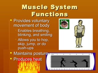 Muscle SystemMuscle System
FunctionsFunctions
 Provides voluntaryProvides voluntary
movement of bodymovement of body
 Enables breathing,Enables breathing,
blinking, and smilingblinking, and smiling
 Allows you to hop,Allows you to hop,
skip, jump, or doskip, jump, or do
push-upspush-ups
 Maintains postureMaintains posture
 Produces heatProduces heat
 