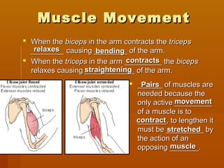 Muscle MovementMuscle Movement
 When theWhen the bicepsbiceps in the arm contracts thein the arm contracts the tricepstriceps
________________ causing ________ of the arm.causing ________ of the arm.
 When theWhen the tricepstriceps in the arm _________ thein the arm _________ the bicepsbiceps
relaxes causing ____________ of the arm.relaxes causing ____________ of the arm.
relaxesrelaxes
 ______ of muscles are______ of muscles are
needed because theneeded because the
only active _________only active _________
of a muscle is toof a muscle is to
_______, to lengthen it_______, to lengthen it
must be _________ bymust be _________ by
the action of anthe action of an
opposing _______.opposing _______.
bendingbending
contractscontracts
straighteningstraightening
PairsPairs
movementmovement
contractcontract
stretchedstretched
musclemuscle
 