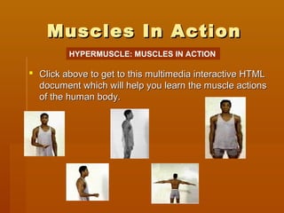 Muscles In ActionMuscles In Action
 Click above to get to this multimedia interactive HTMLClick above to get to this multimedia interactive HTML
document which will help you learn the muscle actionsdocument which will help you learn the muscle actions
of the human body.of the human body.
HYPERMUSCLE: MUSCLES IN ACTION
 