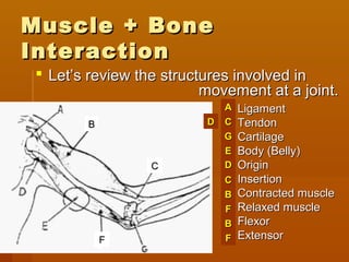 Muscle + BoneMuscle + Bone
InteractionInteraction
 Let’s review the structures involved inLet’s review the structures involved in
movement at a joint.movement at a joint.
 LigamentLigament
 TendonTendon
 CartilageCartilage
 Body (Belly)Body (Belly)
 OriginOrigin
 InsertionInsertion
 Contracted muscleContracted muscle
 Relaxed muscleRelaxed muscle
 FlexorFlexor
 ExtensorExtensor
BB
CC
FF FF
BB
FF
BB
CC
DD
EE
GG
DD CC
AA
 