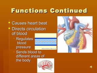 Functions ContinuedFunctions Continued
 Causes heart beatCauses heart beat
 Directs circulationDirects circulation
of bloodof blood
 RegulatesRegulates
bloodblood
pressurepressure
 Sends blood toSends blood to
different areas ofdifferent areas of
the bodythe body
 