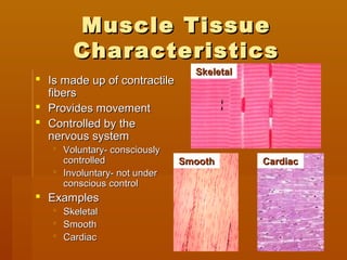 Muscle TissueMuscle Tissue
CharacteristicsCharacteristics
 Is made up of contractileIs made up of contractile
fibersfibers
 Provides movementProvides movement
 Controlled by theControlled by the
nervous systemnervous system
 Voluntary- consciouslyVoluntary- consciously
controlledcontrolled
 Involuntary- not underInvoluntary- not under
conscious controlconscious control
 ExamplesExamples
 SkeletalSkeletal
 SmoothSmooth
 CardiacCardiac
CardiacCardiac
SkeletalSkeletal
SmoothSmooth
 