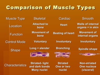 Comparison of Muscle TypesComparison of Muscle Types
Muscle TypeMuscle Type CardiacCardiac
FunctionFunction
Movement ofMovement of
bonebone
Walls of internalWalls of internal
organs + in skinorgans + in skinLocationLocation
Attached toAttached to
bonebone
HeartHeart
SmoothSmoothSkeletalSkeletal
Striated- lightStriated- light
and dark bandsand dark bands
Many nucleiMany nuclei
StriatedStriated
One or twoOne or two
nucleinuclei
CharacteristicsCharacteristics
Non-striatedNon-striated
One nucleusOne nucleus
(visceral)(visceral)
Long + slenderLong + slender BranchingBranching
ShapeShape Spindle shapeSpindle shape
Control ModeControl Mode
Beating of heartBeating of heart
InvoluntaryInvoluntary InvoluntaryInvoluntary
Movement ofMovement of
internal organsinternal organs
VoluntaryVoluntary
 