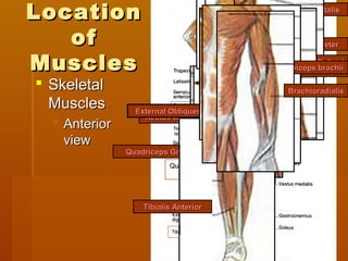 LocationLocation
ofof
MusclesMuscles
 SkeletalSkeletal
MusclesMuscles
 AnteriorAnterior
viewview
QuadricepsQuadriceps
groupgroup
Rectus abdominisRectus abdominis
Quadriceps GroupQuadriceps Group
External ObliquesExternal Obliques
FrontalisFrontalis
MasseterMasseter
Tibialis AnteriorTibialis Anterior
DeltoidDeltoid
Pectoralis MajorPectoralis Majorbiceps brachiibiceps brachii
BrachioradialisBrachioradialis
 