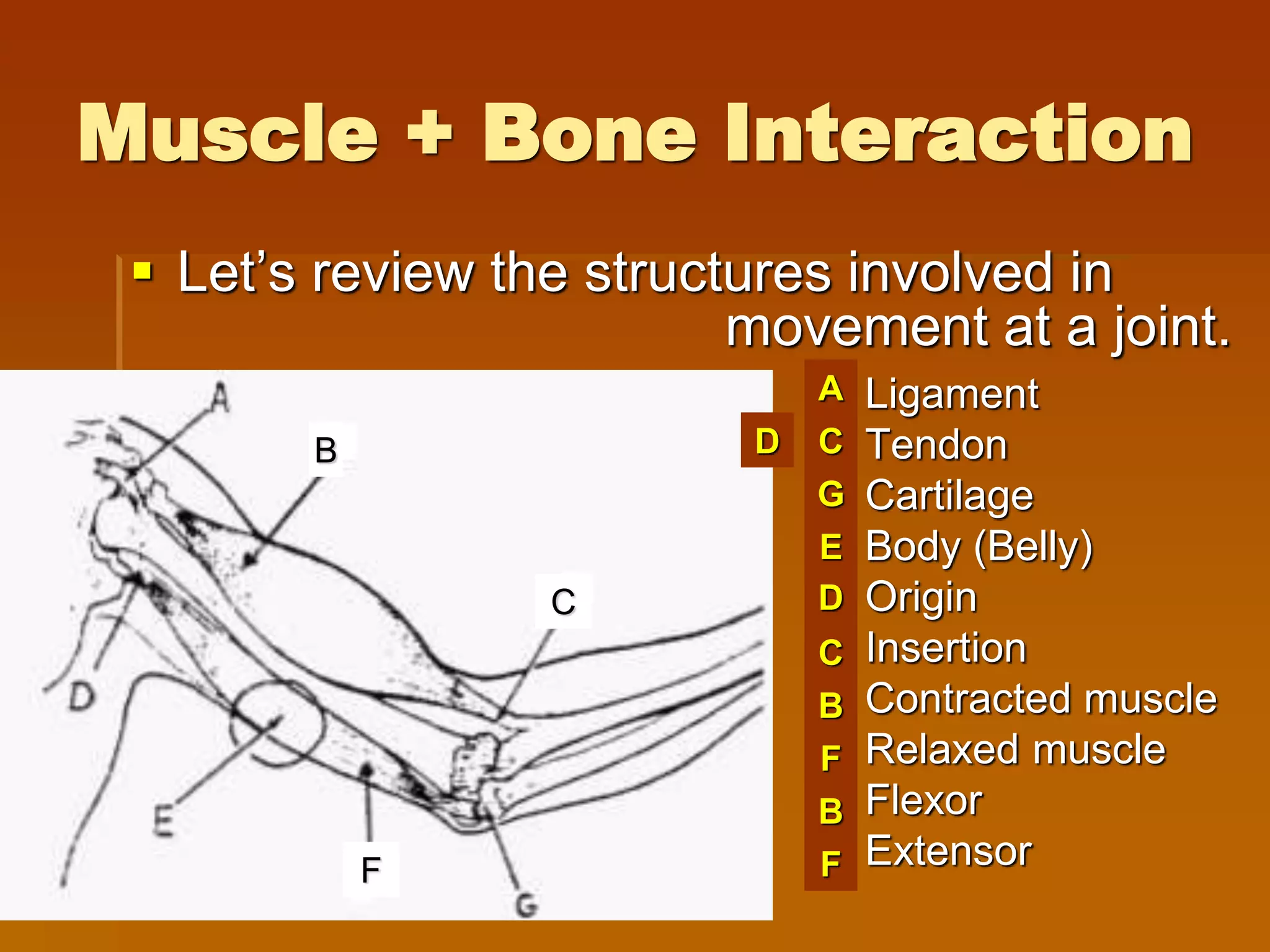 The muscle system disorder | PPTX