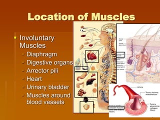 Location of Muscles
 Involuntary
Muscles
 Diaphragm
 Digestive organs
 Arrector pili
 Heart
 Urinary bladder
 Muscles around
blood vessels
 