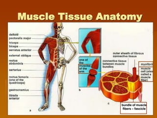 Muscle Tissue Anatomy
bundle of muscle
fibers – fascicle
 