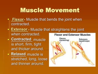 Muscle Movement
 ______- Muscle that bends the joint when
contracted.
 ________- Muscle that straightens the joint
when contracted.
 __________ muscle
is short, firm, tight
and thicker around.
 _______ muscle is
stretched, long, loose
and thinner around.
Flexor
Extensor
Relaxed
Contracted
 