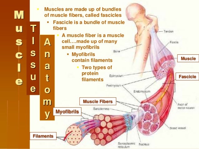 The muscle system disorder