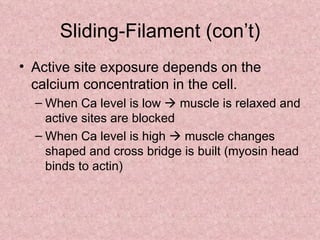 Sliding-Filament (con’t) Active site exposure depends on the calcium concentration in the cell. When Ca level is low    muscle is relaxed and active sites are blocked When Ca level is high    muscle changes shaped and cross bridge is built (myosin head binds to actin) 