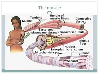 The muscle 