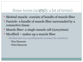 Some terms (actually a lot of terms) Skeletal muscle- consists of bundle of muscle fiber Fascicle- a bundle of muscle fiber surrounded by a connective tissue Muscle fiber- a single muscle cell (syncytium) Myofibril – makes up a muscle fiber Divided into two myofilaments (creates the striation) Thin filaments Thick filaments 