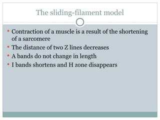 The sliding-filament model Contraction of a muscle is a result of the shortening of a sarcomere The distance of two Z lines decreases A bands do not change in length I bands shortens and H zone disappears 