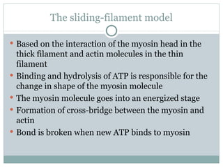 The sliding-filament model Based on the interaction of the myosin head in the thick filament and actin molecules in the thin filament Binding and hydrolysis of ATP is responsible for the change in shape of the myosin molecule  The myosin molecule goes into an energized stage Formation of cross-bridge between the myosin and actin  Bond is broken when new ATP binds to myosin 