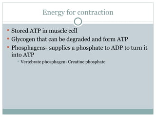 Energy for contraction Stored ATP in muscle cell Glycogen that can be degraded and form ATP Phosphagens- supplies a phosphate to ADP to turn it into ATP Vertebrate phosphagen- Creatine phosphate 