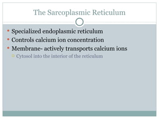 The Sarcoplasmic Reticulum Specialized endoplasmic reticulum Controls calcium ion concentration Membrane- actively transports calcium ions Cytosol into the interior of the reticulum 