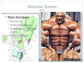 Muscular System Main functions: Movement Production of heat Protection of other vital organs Helps in posture 