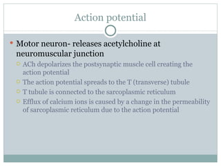 Action potential Motor neuron- releases acetylcholine at neuromuscular junction ACh depolarizes the postsynaptic muscle cell creating the action potential The action potential spreads to the T (transverse) tubule T tubule is connected to the sarcoplasmic reticulum Efflux of calcium ions is caused by a change in the permeability of sarcoplasmic reticulum due to the action potential 