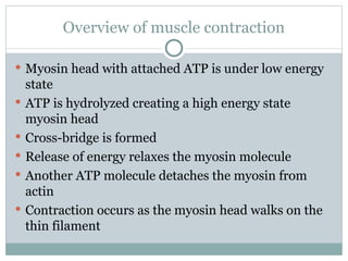 Overview of muscle contraction Myosin head with attached ATP is under low energy state ATP is hydrolyzed creating a high energy state myosin head Cross-bridge is formed Release of energy relaxes the myosin molecule Another ATP molecule detaches the myosin from actin Contraction occurs as the myosin head walks on the thin filament 