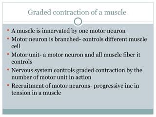 Graded contraction of a muscle  A muscle is innervated by one motor neuron Motor neuron is branched- controls different muscle cell Motor unit- a motor neuron and all muscle fiber it controls Nervous system controls graded contraction by the number of motor unit in action Recruitment of motor neurons- progressive inc in tension in a muscle 