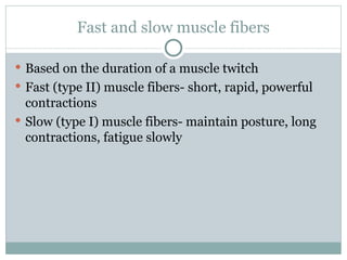 Fast and slow muscle fibers Based on the duration of a muscle twitch Fast (type II) muscle fibers- short, rapid, powerful contractions Slow (type I) muscle fibers- maintain posture, long contractions, fatigue slowly 