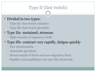 Type II (fast twitch) Divided in two types:  Type IIa- fast-twitch oxidative Type IIb- fast-twitch glycolytic  Type IIa- sustained, strenous flight muscles of migratory birds Type IIb- contract very rapidly, fatigue quickly  Few mitochondria Anaerobic glycolysis Breast muscle of fowls and non-migratory birds Reptiles and amphibians use type IIb extensively 