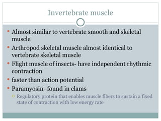 Invertebrate muscle Almost similar to vertebrate smooth and skeletal muscle Arthropod skeletal muscle almost identical to vertebrate skeletal muscle Flight muscle of insects- have independent rhythmic contraction faster than action potential Paramyosin- found in clams Regulatory protein that enables muscle fibers to sustain a fixed state of contraction with low energy rate 