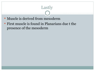 Lastly  Muscle is derived from mesoderm First muscle is found in Planarians due t the presence of the mesoderm 