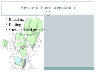 Review of thermoregulation Huddling  Panting Stress-induced proteins Heat-shock proteins 