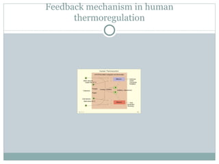 Feedback mechanism in human thermoregulation 