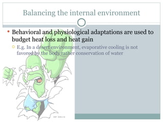 Balancing the internal environment Behavioral and physiological adaptations are used to budget heat loss and heat gain E.g. In a desert environment, evaporative cooling is not favored by the body rather conservation of water  