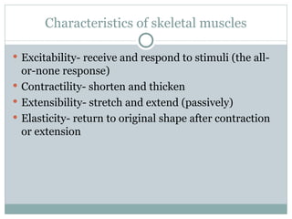 Characteristics of skeletal muscles Excitability- receive and respond to stimuli (the all-or-none response) Contractility- shorten and thicken Extensibility- stretch and extend (passively) Elasticity- return to original shape after contraction or extension 