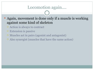 Locomotion again.... Again, movement is done only if a muscle is working against some kind of skeleton Action is always to contract Extension is passive Muscles act in pairs (agonist and antagonist) Also synergist (muscles that have the same action) 