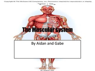 The Muscular system By Aidan and Gabe 