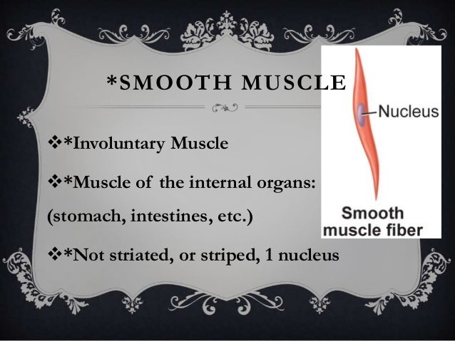 The muscular system