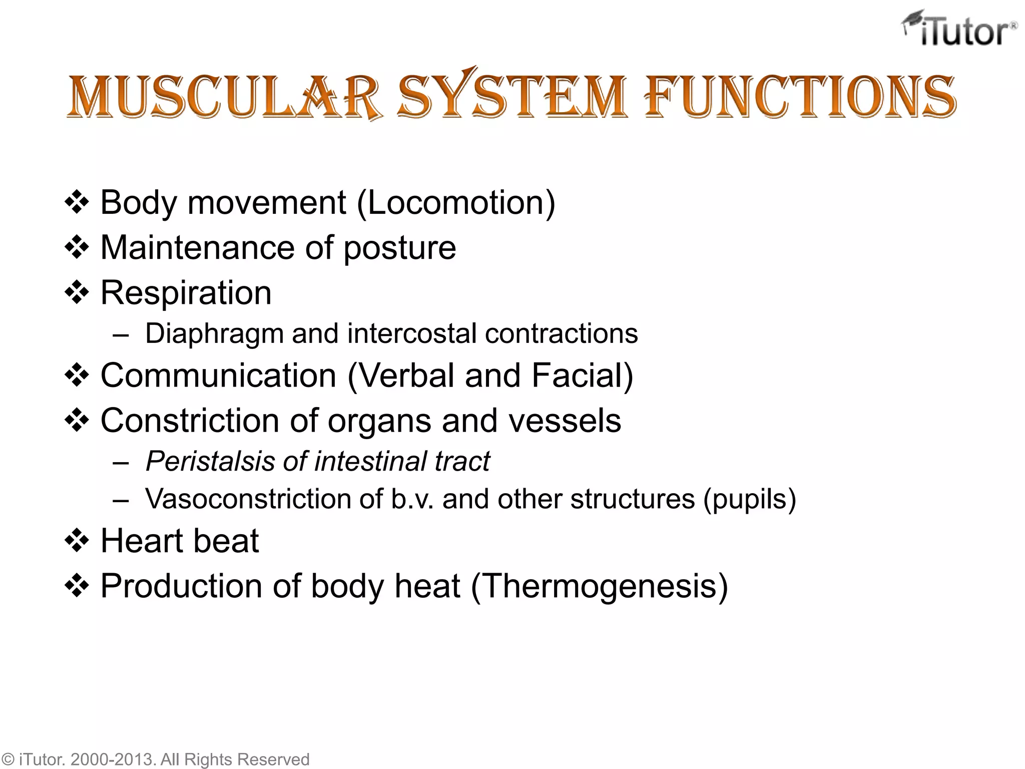 The Muscular System | PPTX