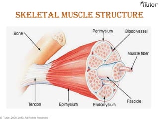 © iTutor. 2000-2013. All Rights Reserved
 