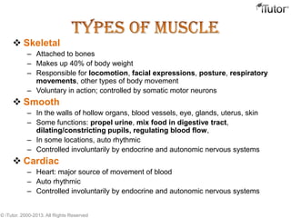  Skeletal
– Attached to bones
– Makes up 40% of body weight
– Responsible for locomotion, facial expressions, posture, respiratory
movements, other types of body movement
– Voluntary in action; controlled by somatic motor neurons
 Smooth
– In the walls of hollow organs, blood vessels, eye, glands, uterus, skin
– Some functions: propel urine, mix food in digestive tract,
dilating/constricting pupils, regulating blood flow,
– In some locations, auto rhythmic
– Controlled involuntarily by endocrine and autonomic nervous systems
 Cardiac
– Heart: major source of movement of blood
– Auto rhythmic
– Controlled involuntarily by endocrine and autonomic nervous systems
© iTutor. 2000-2013. All Rights Reserved
 
