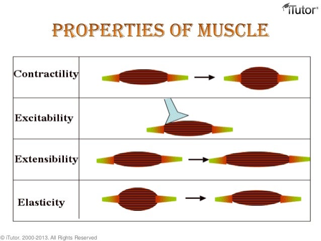 The Muscular System the-muscular-system