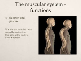 The muscular system | PPTX