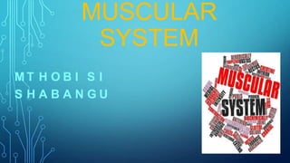 MUSCULAR
SYSTEM
MT H O B I S I
S HABANGU

 