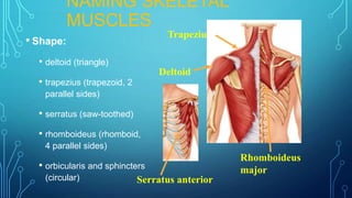 Triangular Parallel Muscle The muscular system | PPTX
