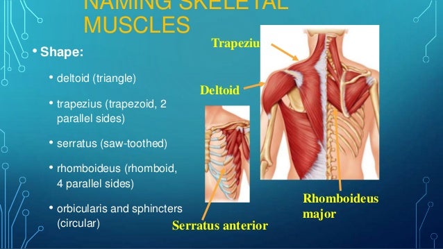 The muscular system