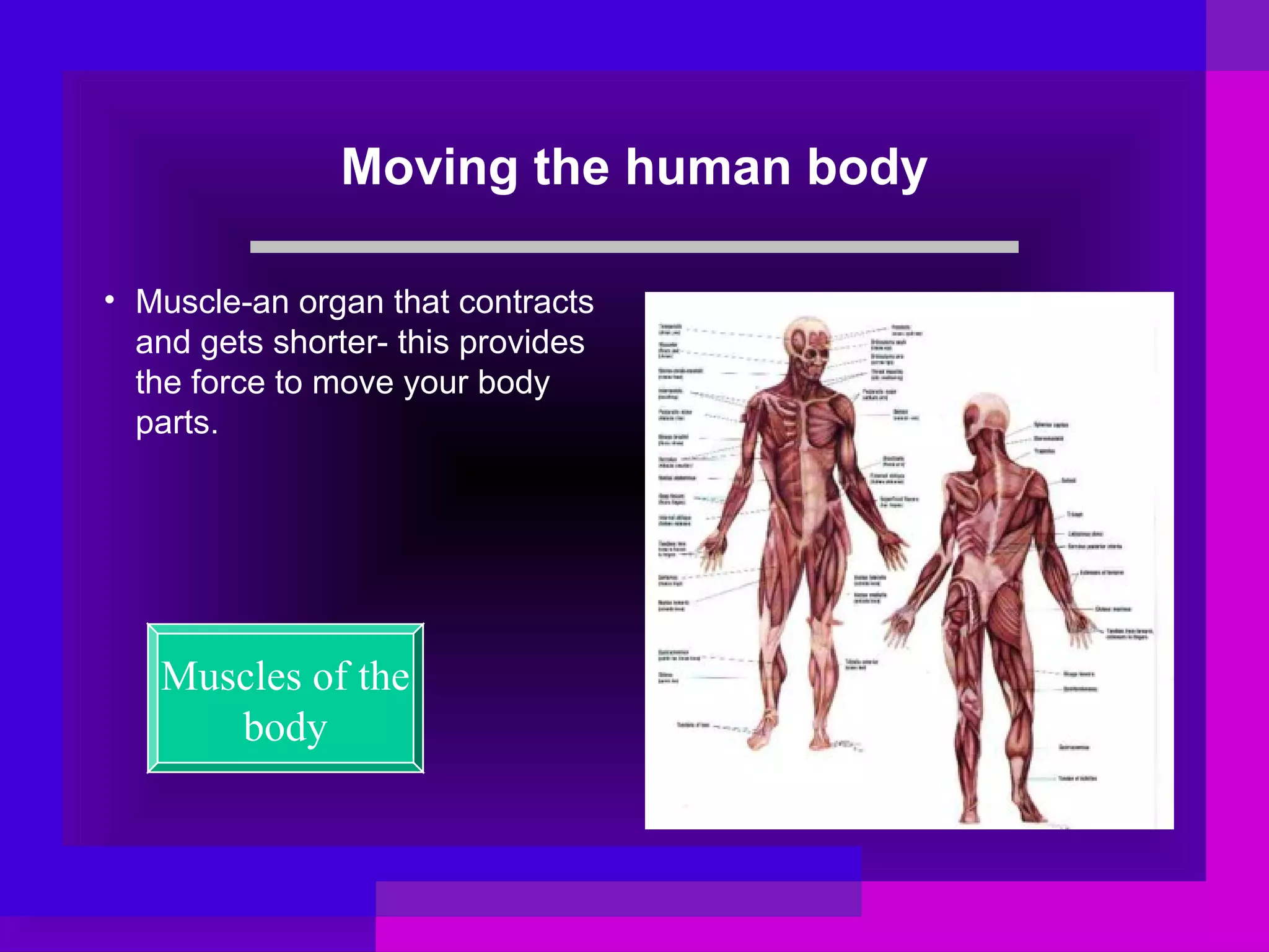 The muscular system | PPT