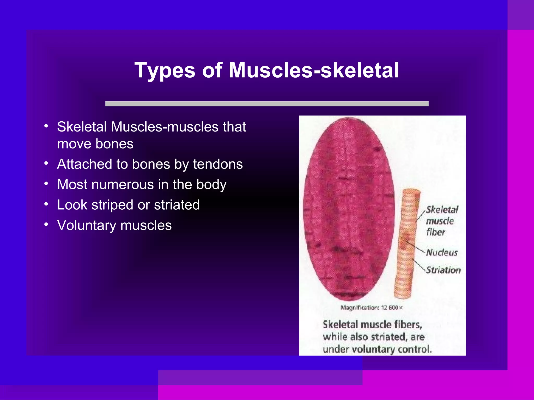 The muscular system | PPT