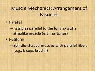 Parallel Muscle Shape Example The muscular system | PPTX