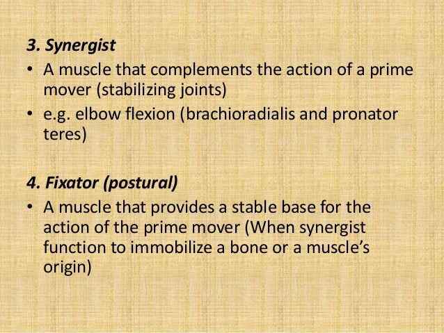 The muscular system