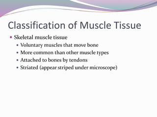 Classification of Muscle Tissue
 Skeletal muscle tissue
 Voluntary muscles that move bone
 More common than other muscle types
 Attached to bones by tendons
 Striated (appear striped under microscope)
 